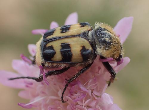 Réf. 223 998 : Trichius gallicus